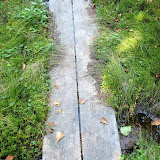 Boardwalk in the Cedar Swamp in Petit Manan