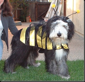 bee1