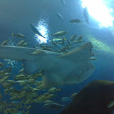 Georgia Aquarium