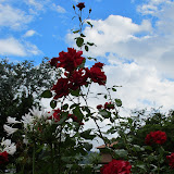 IMG_1747.jpg