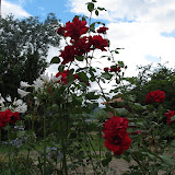 IMG_1749.jpg