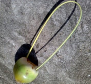 മച്ചിങ്ങ കിലുക്കി  | machinga kilukki മച്ചിങ്ങ കിലുക്കി  | machinga kilukki