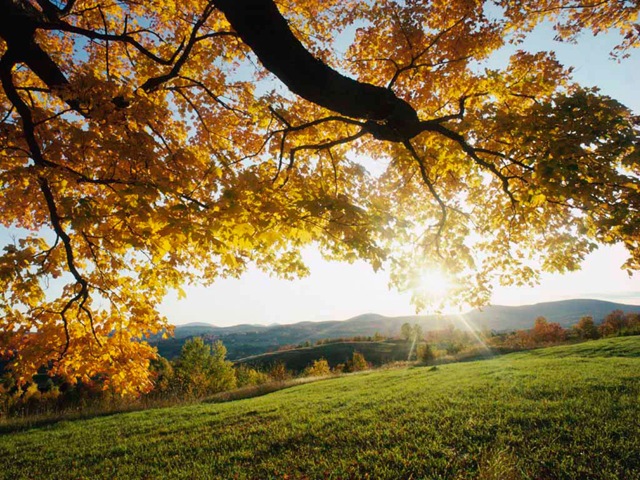 [Autumn Leaves[12].jpg]