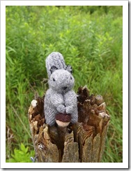 EVE_squirrel