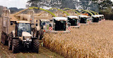 Silage_Corn_1.jpg