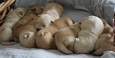 [lynn's pups 4-18-11[4].jpg]