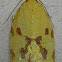 Sparganothis Fruitworm Moth