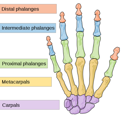 [500px-Scheme_human_hand_bones-en_svg[5].png]