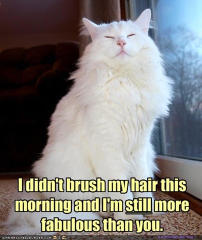 [funny-pictures-your-cat-is-more-fabulous-than-you[5].jpg]