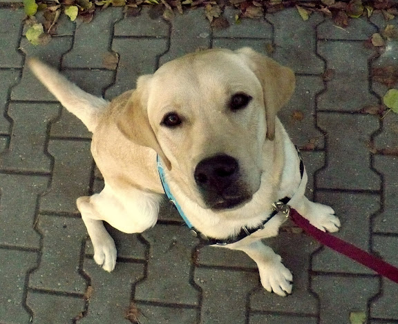 bazio