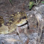 Black-tailed Rattlesnake