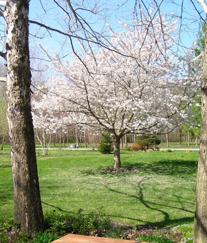 [Cherry Tree 2[3].jpg]