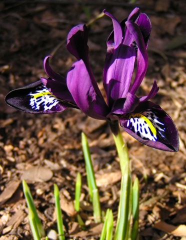 [Miniature Iris[6].jpg]