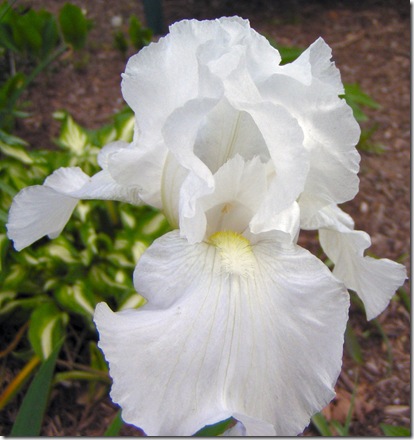 White Iris