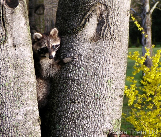 [Racoon[16].jpg]