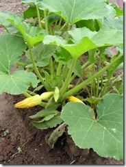 squash