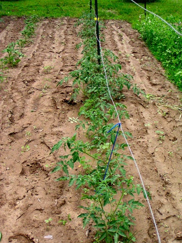 [tying up tomatoes[3].jpg]
