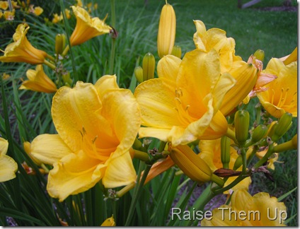 Yellow Lillies