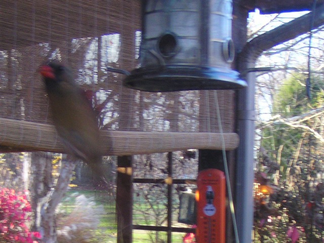 [Female Cardinal 1[6].jpg]