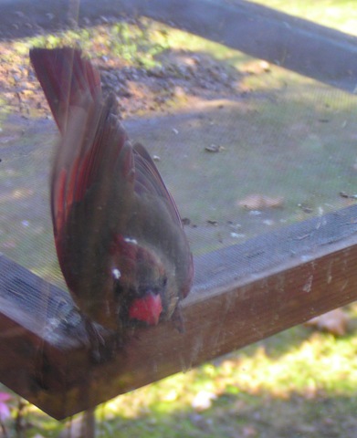 [Female Cardinal 2[5].jpg]