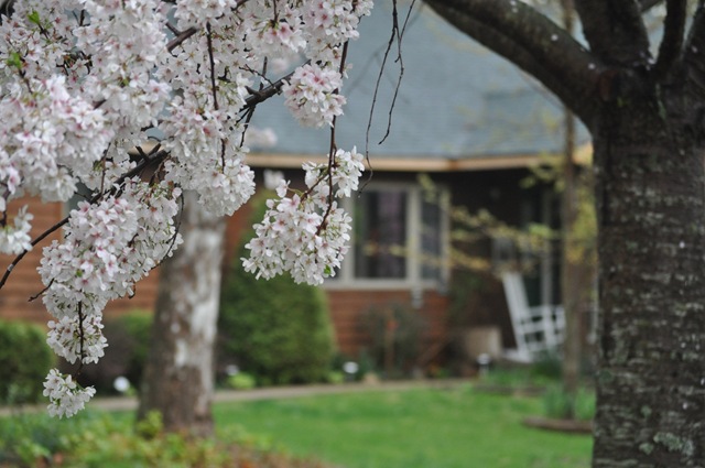 [cherry tree[3].jpg]
