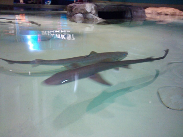[sharks[3].jpg]
