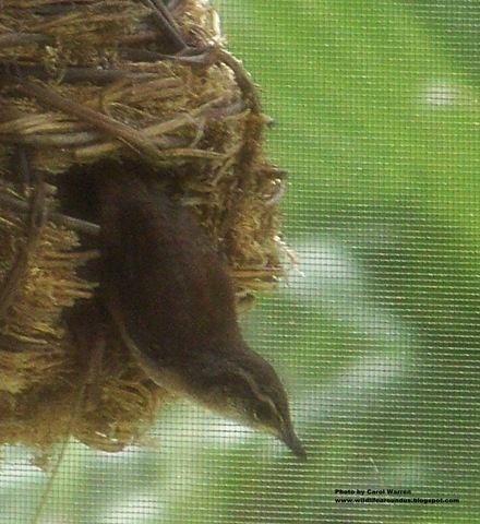 [baby wrens fledging 047cs[3].jpg]