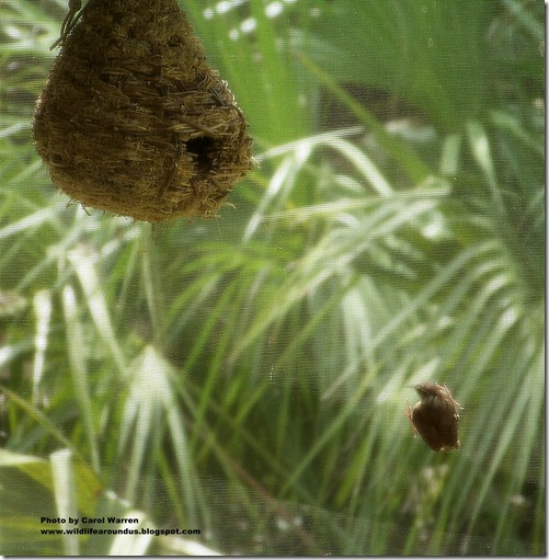 baby wrens fledging 059cs