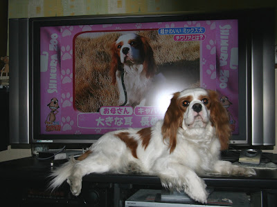 愛犬 マイロ Tbs 天才 志村どうぶつ園にテレビ出演 Morimori Mspのブログ Quattro Life みんカラ