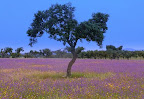La Codosera Slideshow