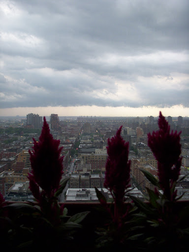 the plants look like skyscrapers 