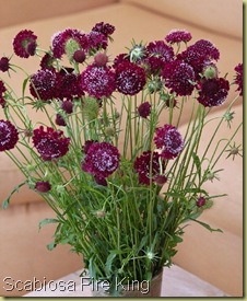 ScabiosaFireKing ScabiosaFireKing