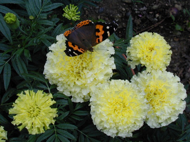 [tagetes French Vanilla[3].jpg]