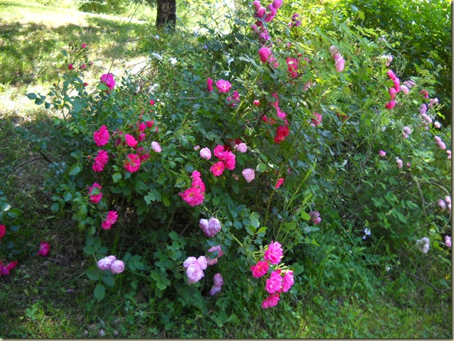 DSCN3431 DSCN3431