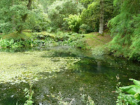 The pool in Park Wood