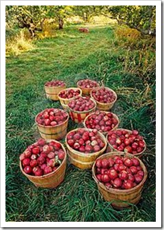 appleorchard appleorchard