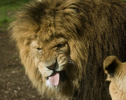 [gross lion[6].jpg]