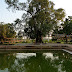 P1040895.JPG, Lumbini, Nepal: Bodhi Tree, October Travels: Nepal to Goa