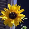 fall at my house 010.JPG