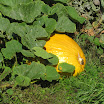 IMG_1139.JPG