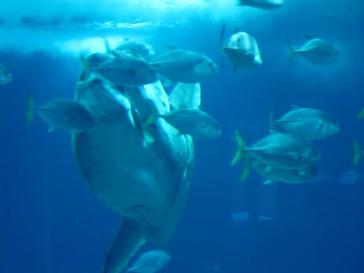 リスボン水族館