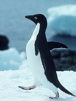 penguin