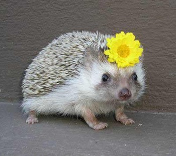 porcupine