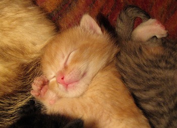 sleep cat