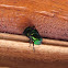 Metallic fly