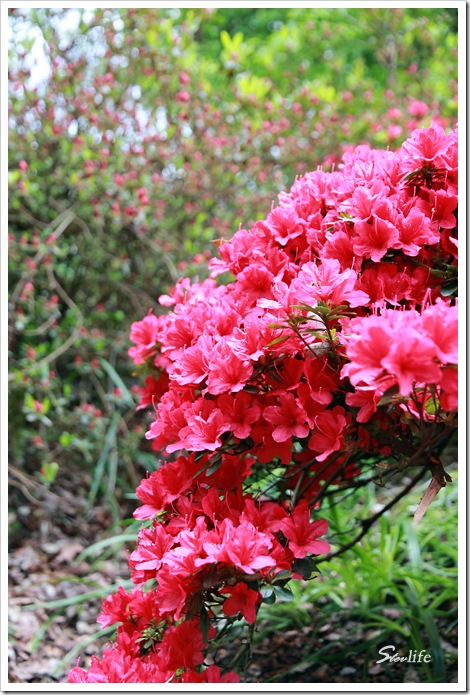 IMG_1052 copy