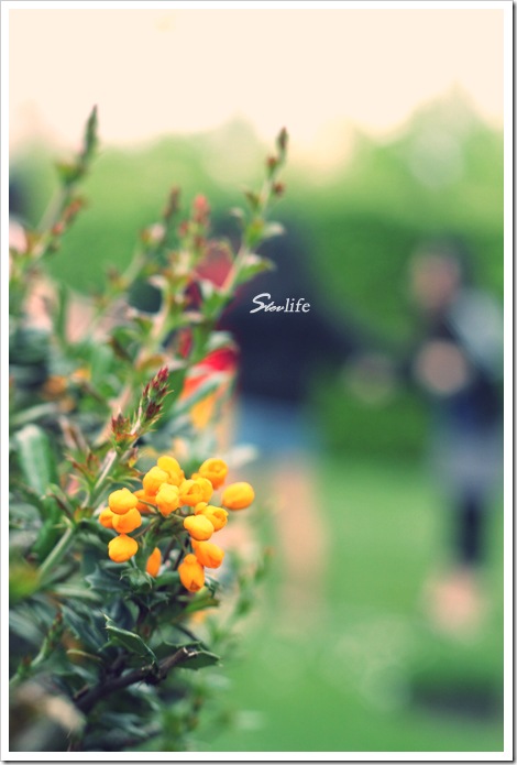 IMG_0608 copy