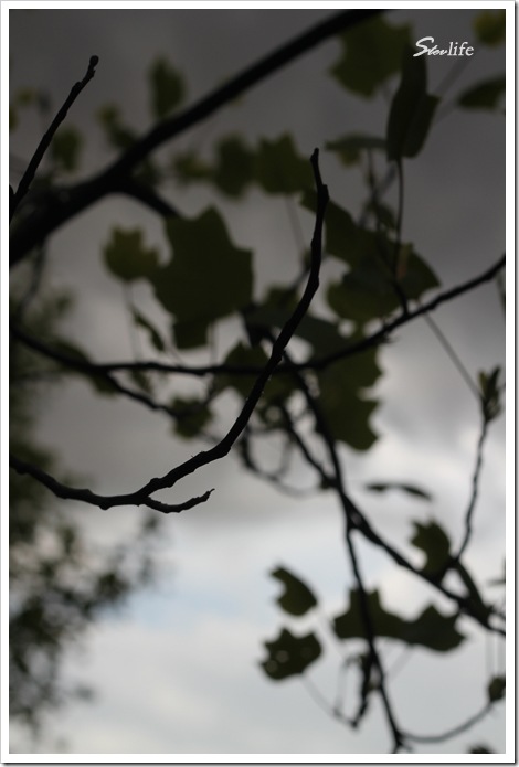 IMG_0617 copy