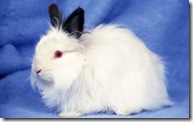 Cute-rabbit-1440-900-widescreen-28519
