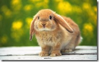 Cute-rabbit-1440-900-widescreen-32511
